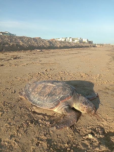 Tartaruga caretta  - Federico Fanesi