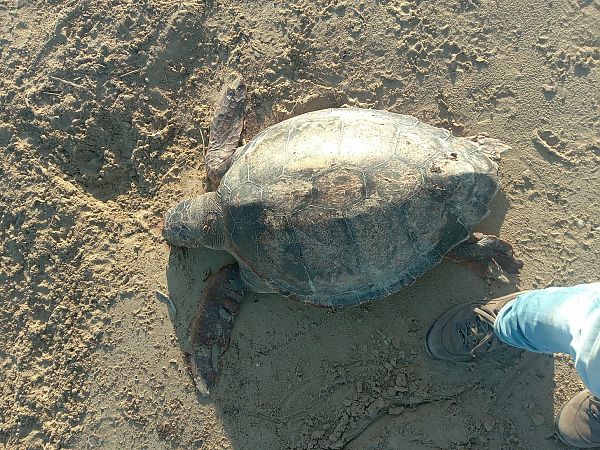 Tartaruga caretta  - Federico Fanesi
