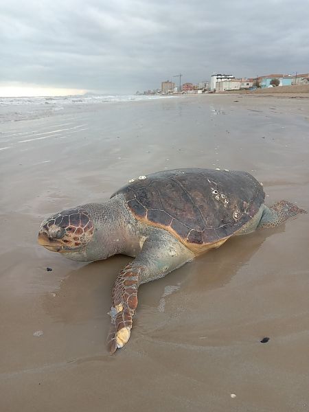 Tartaruga caretta  - Federico Fanesi