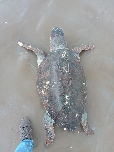 Tartaruga caretta  - Federico Fanesi