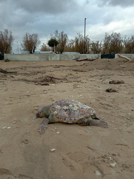 Tartaruga caretta  - Federico Fanesi