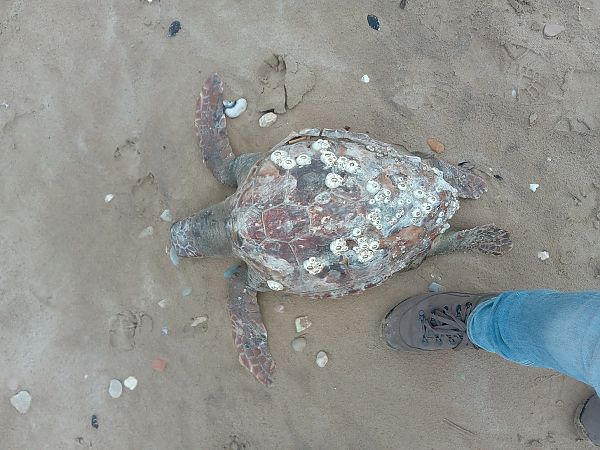 Tartaruga caretta  - Federico Fanesi