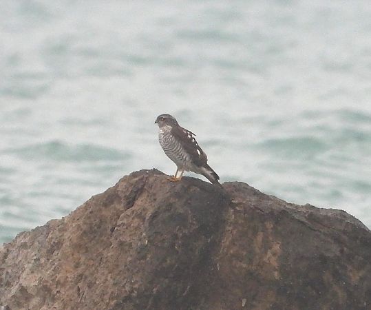 Sparviere  - Federico Fanesi