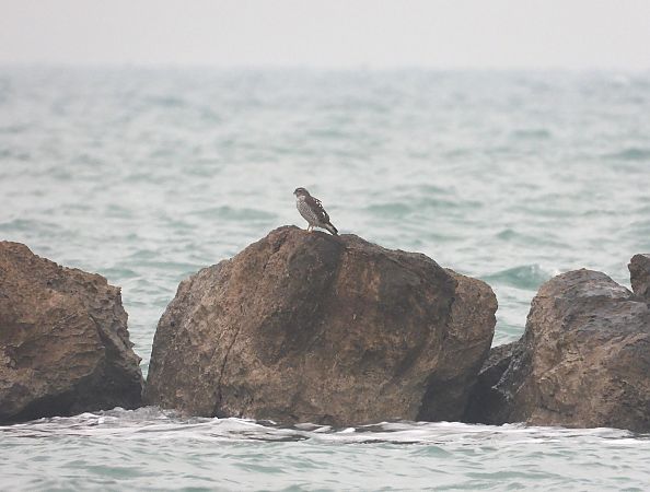 Sparviere  - Federico Fanesi