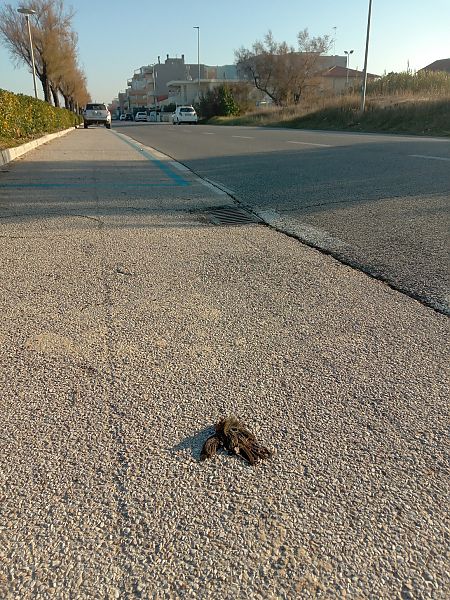 Pettirosso  - Federico Fanesi