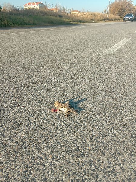 Passera d'Italia  - Federico Fanesi