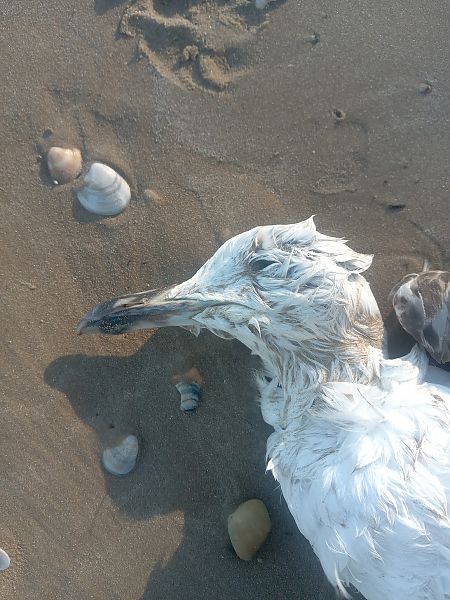 Gabbiano pontico  - Federico Fanesi