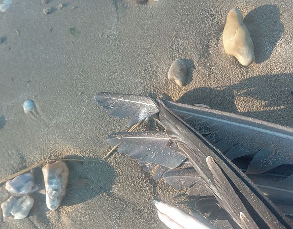 Gabbiano pontico  - Federico Fanesi