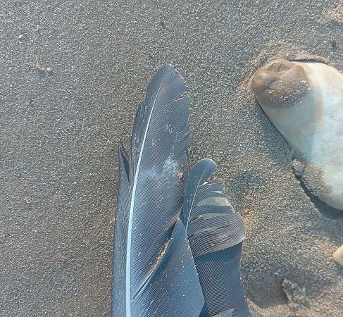 Gabbiano pontico  - Federico Fanesi