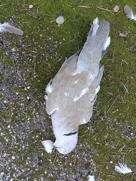 Tortora dal collare  - Federico Fanesi