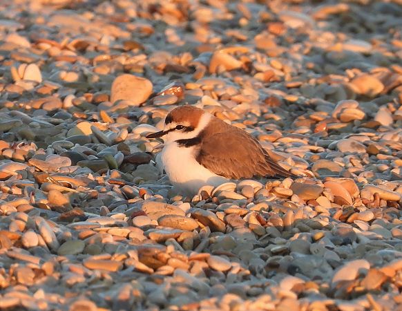 Fratino  - Federico Fanesi