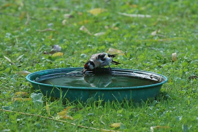 Cardellino  - Federico Fanesi