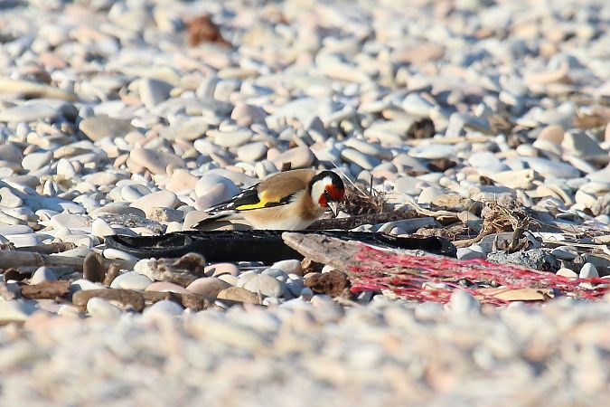 Cardellino  - Federico Fanesi
