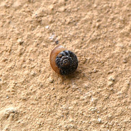 Xerotricha conspurcata  - Marco Ricci