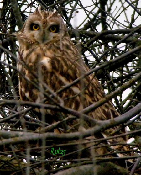 Gufo di palude  - Romano Romanini