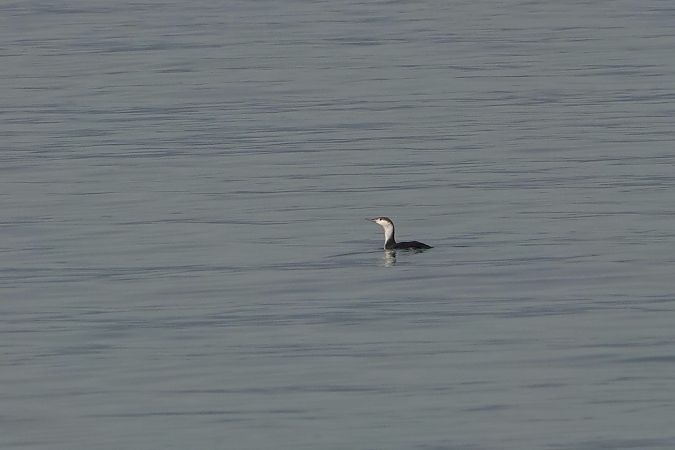 Strolaga minore  - Leonardo Siddi