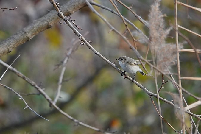 Taigazilpzalp  - Leonardo Siddi