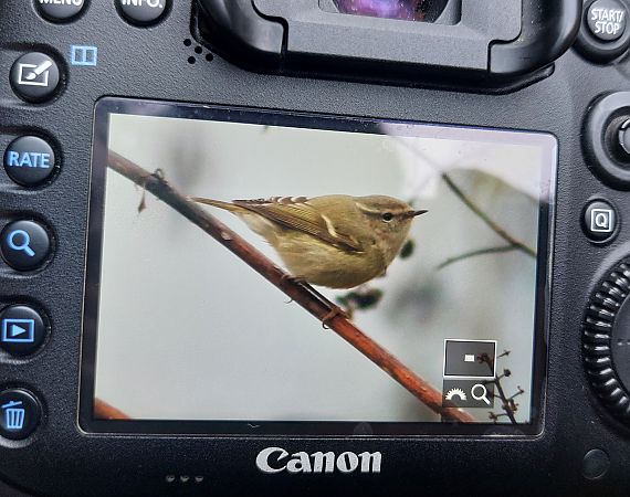 Luì di Hume  - Leonardo Siddi