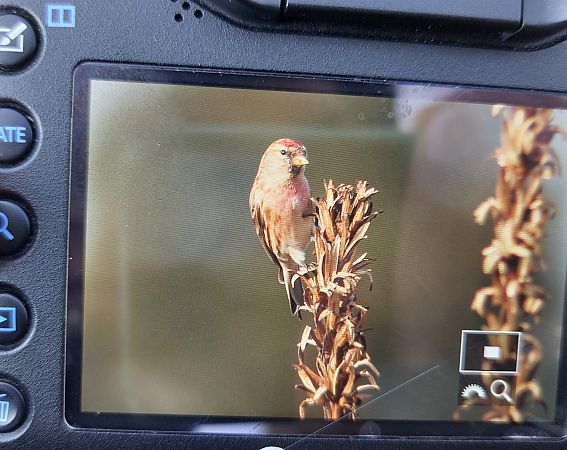 Organetto  - Leonardo Siddi