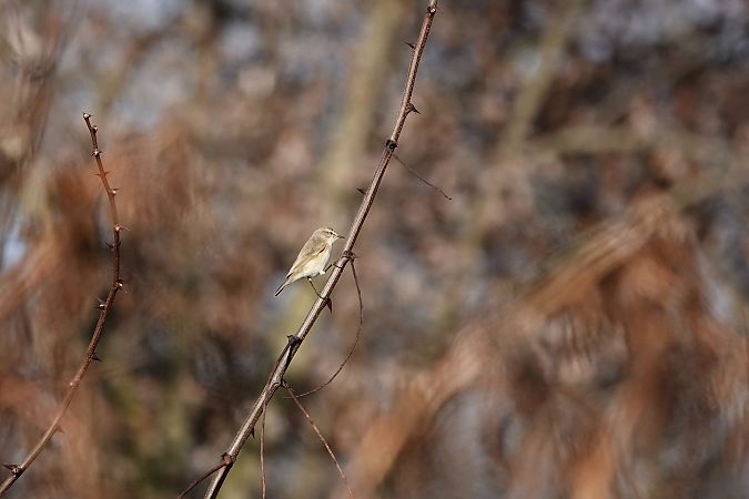 Luì siberiano  - Leonardo Siddi