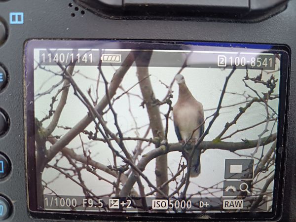 Tortora orientale  - Flavio Consonni