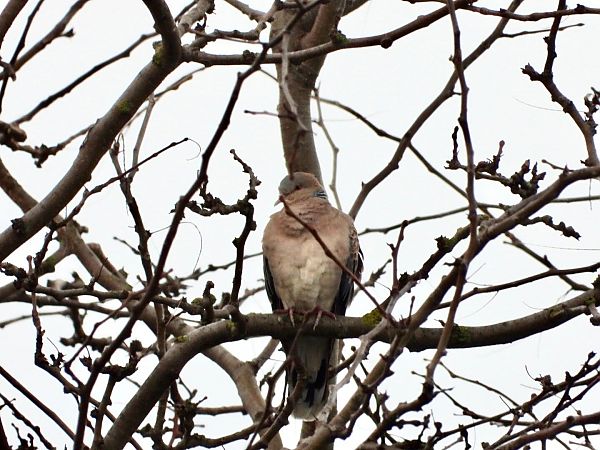 Tortora orientale  - Flavio Consonni