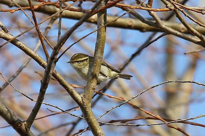 Luì di Pallas  - Flavio Consonni