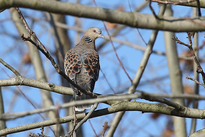 Tortora orientale  - Flavio Consonni