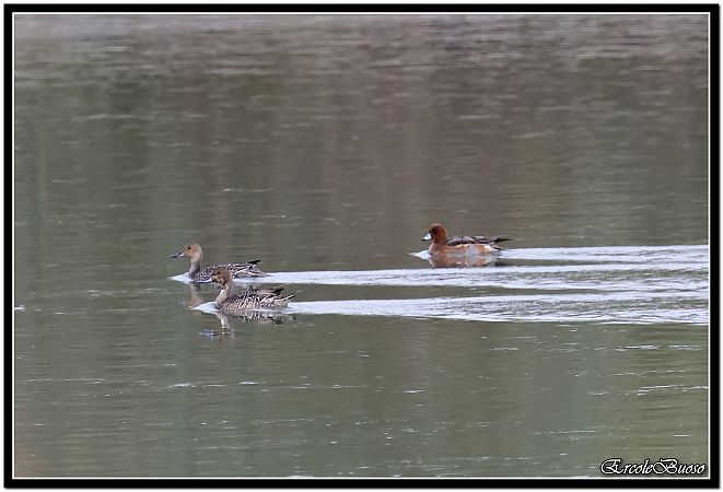 Fischione  - Pamela O'shaughnessy