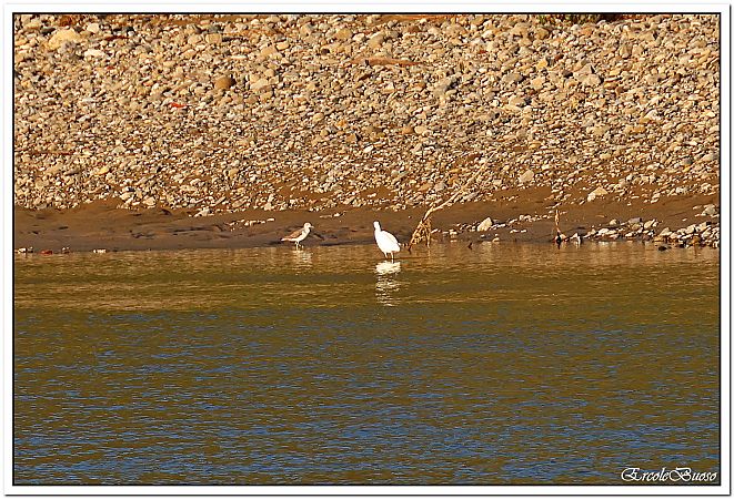 Pantana  - Pamela O'shaughnessy