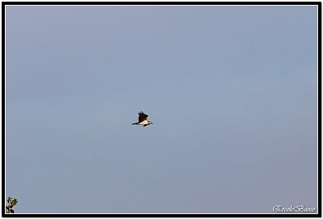 Falco pescatore  - Pamela O'shaughnessy