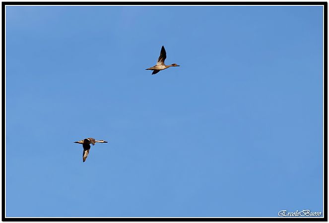 Moriglione  - Pamela O'shaughnessy