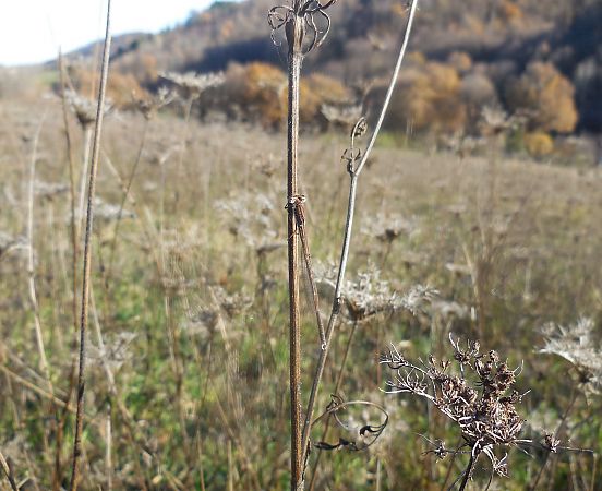 Sympecma fusca  - Elvire Laurens