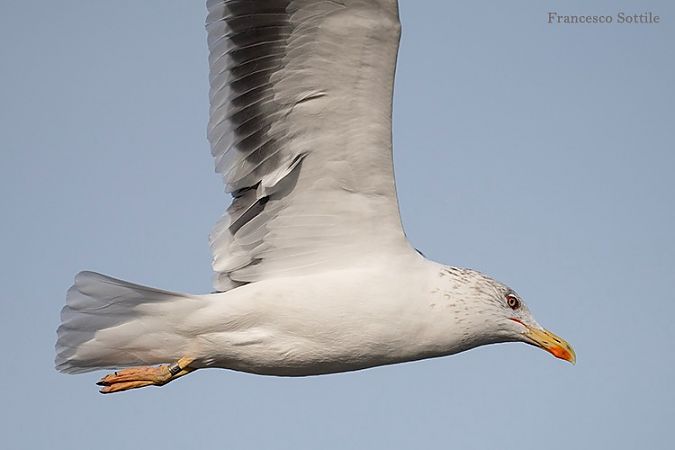 Zafferano  - Francesco Sottile