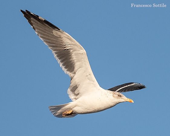 Zafferano  - Francesco Sottile