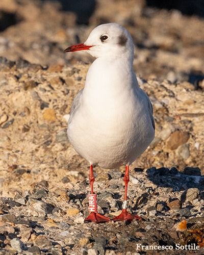 Gabbiano comune  - Francesco Sottile