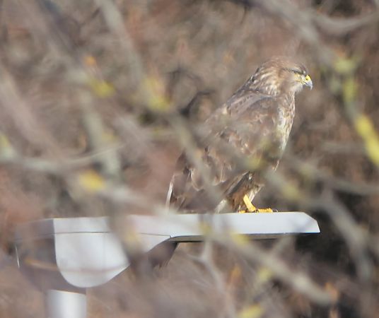 Poiana  - Fabio Angeli