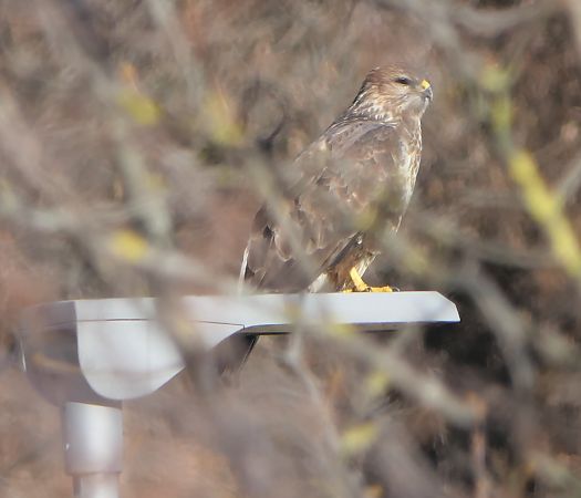 Poiana  - Fabio Angeli