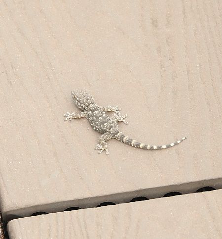 Geco comune  - Lionello Bazzi