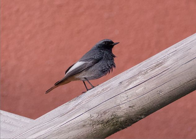 Codirosso spazzacamino  - Emanuele Pontiggia