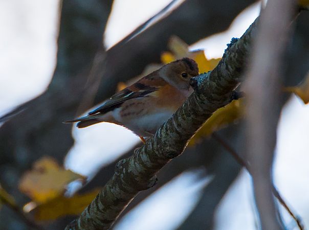 Peppola  - Emanuele Pontiggia