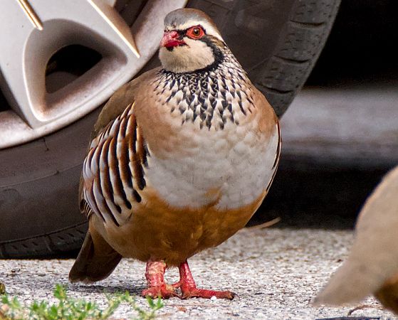 Pernice rossa  - Emanuele Pontiggia