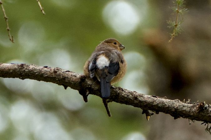 Ciuffolotto  - Emanuele Pontiggia