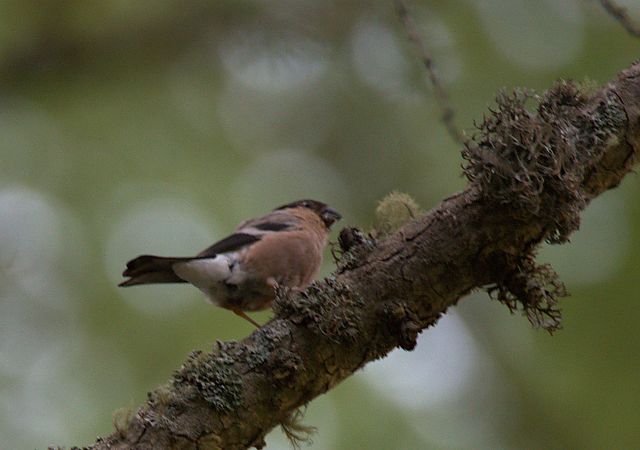 Ciuffolotto  - Emanuele Pontiggia