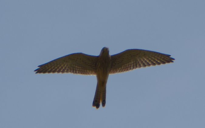 Gheppio  - Emanuele Pontiggia