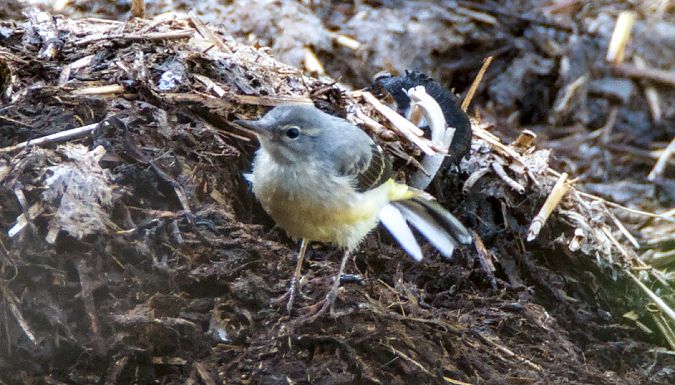 Ballerina gialla  - Emanuele Pontiggia