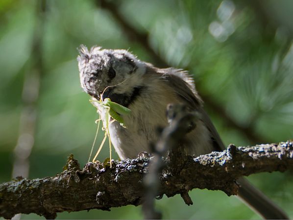 Cincia dal ciuffo  - Emanuele Pontiggia