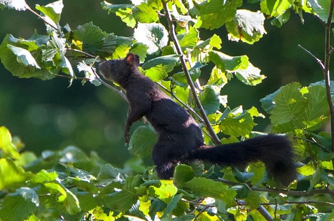 Scoiattolo comune europeo  - Emanuele Pontiggia