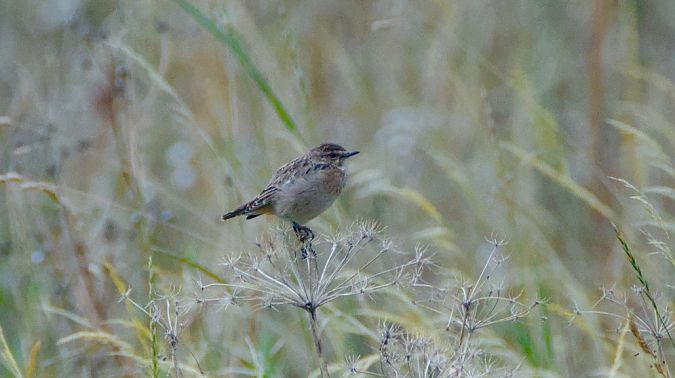 Stiaccino  - Emanuele Pontiggia
