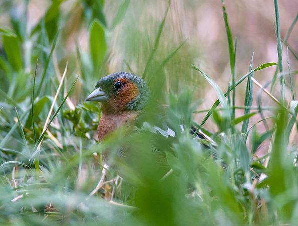 Fringuello  - Emanuele Pontiggia